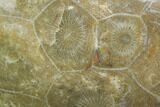 Polished Fossil Coral (Actinocyathus) - Morocco #100626-1